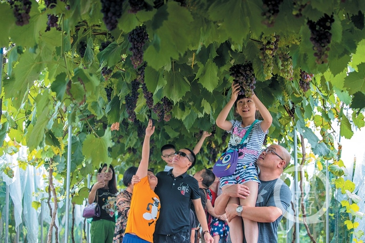 葡萄園帶火鄉村游.jpg
