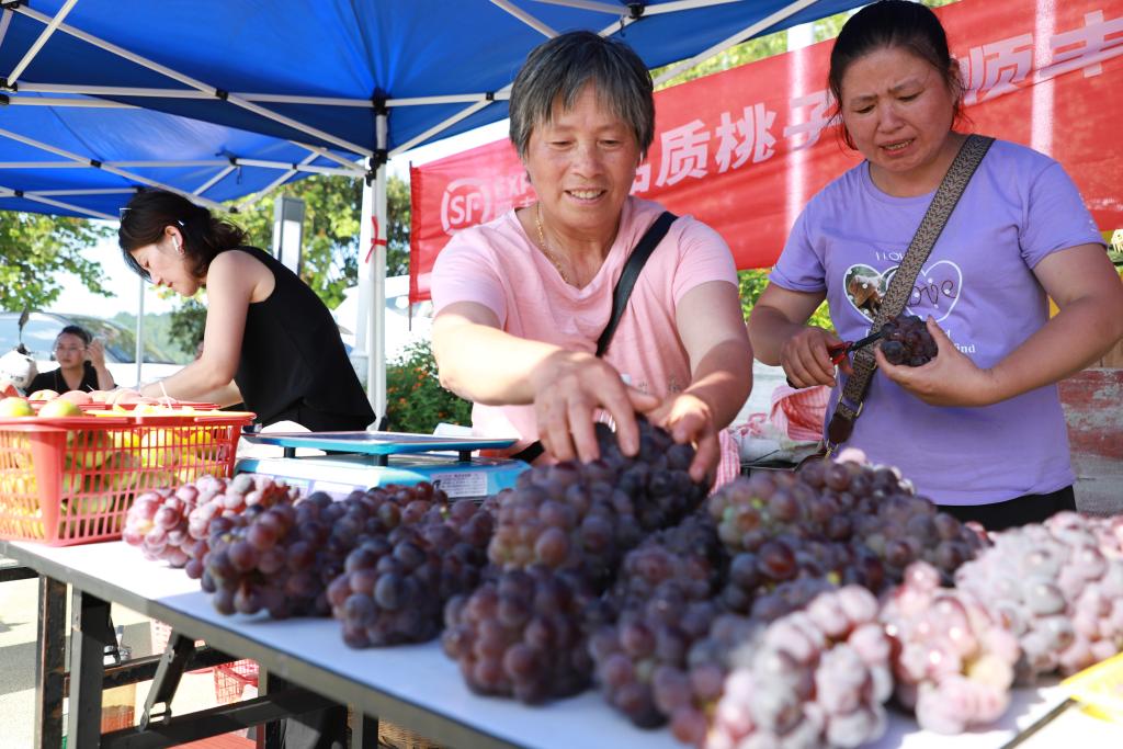 葡萄經過不斷改良，在果形、口味上有了很大的提升