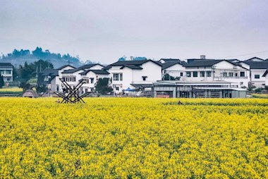 大地春意濃 鄉村入畫來