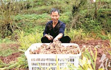 八塘鎮貧困戶種植生姜增收